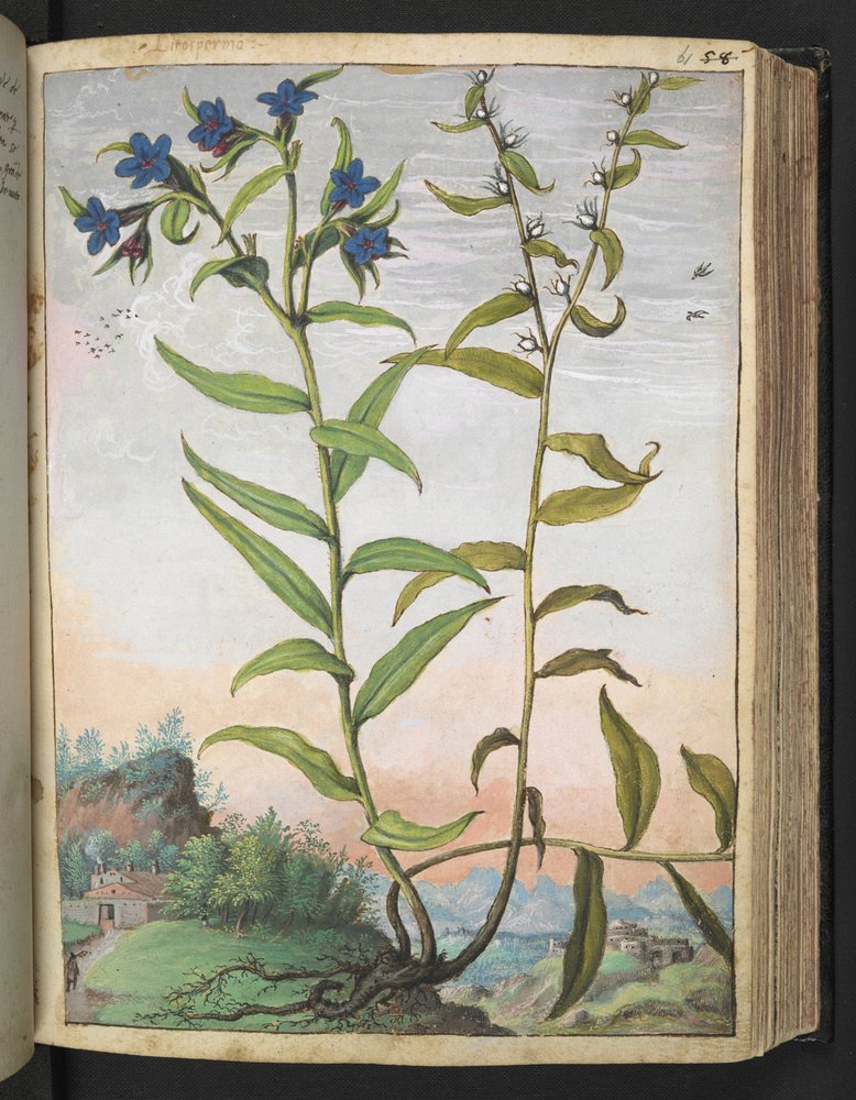 Buglossoides purpurocaerulea, from "Paintings of Flora of the Roman States" by Gherardo Cibo by Gherardo Cibo
