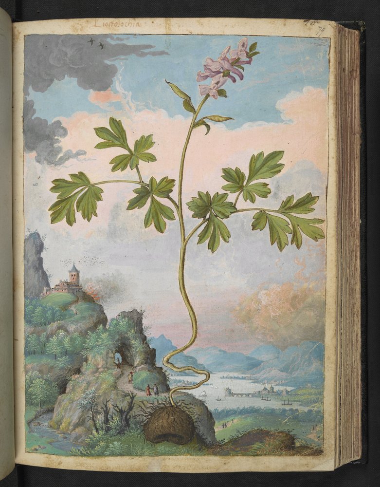 Corydalis cava: A plant with pink flowers, from 'Paintings of Flora of ...