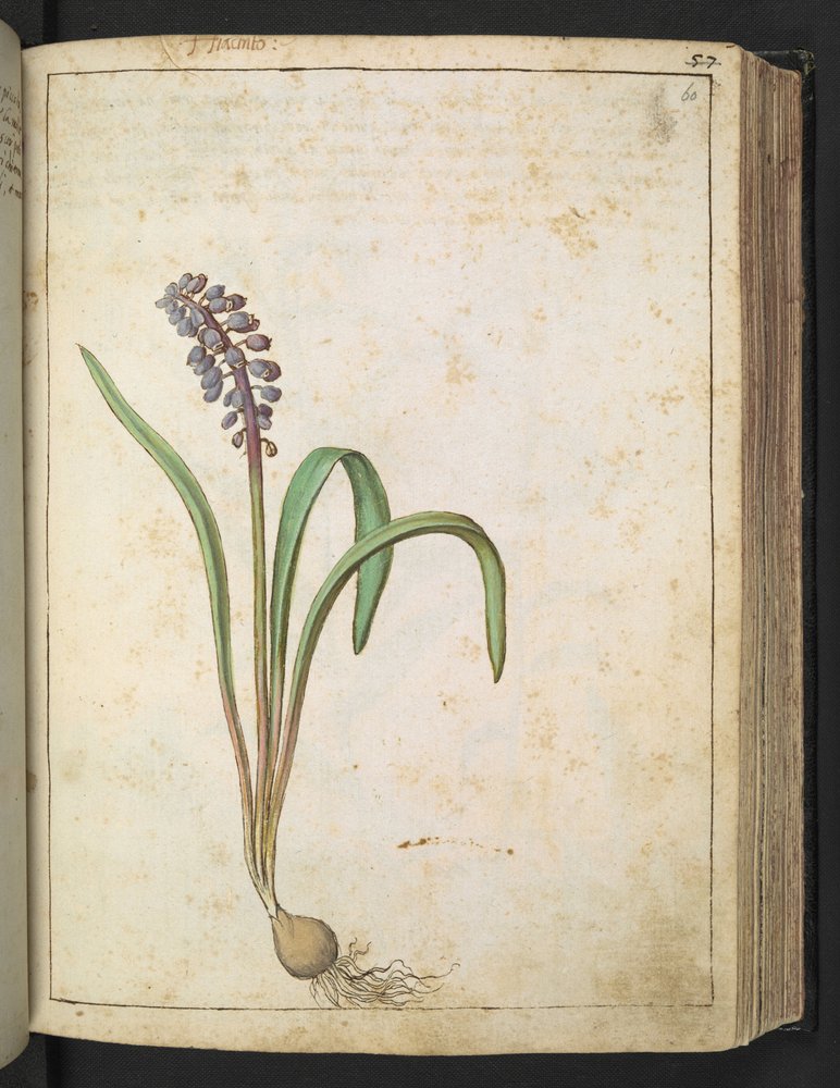 Hyacinthus, from Paintings of Flora of the Roman States by Gherardo Cibo