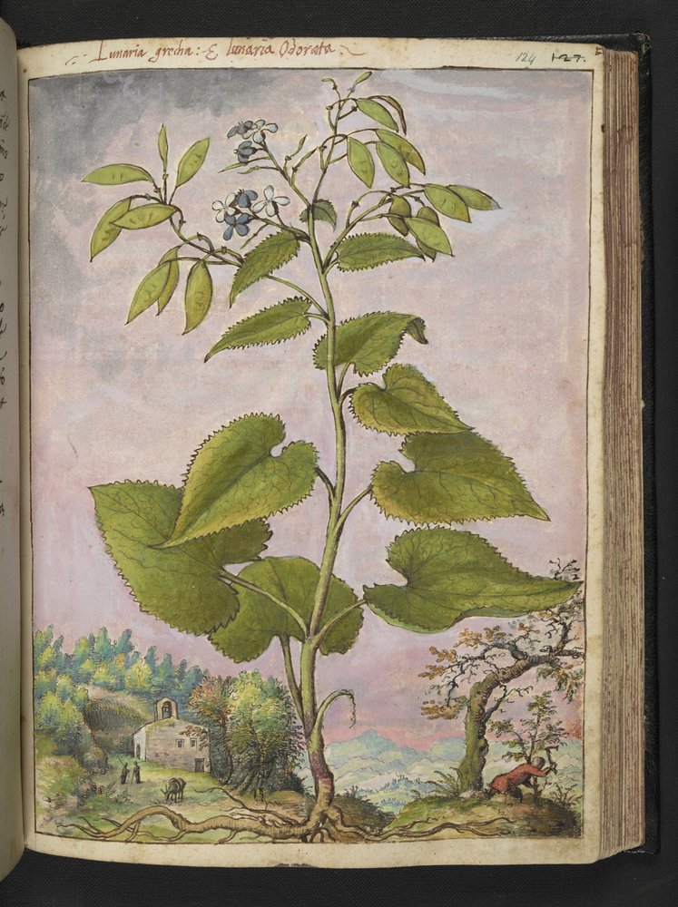Lunaria redivivia, from 'Paintings of Flora of the Roman States' by ...