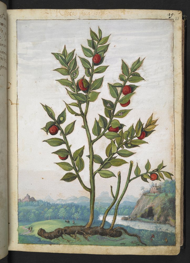 Ruscus aculeatus: A plant bearing red berries, from 'Paintings of Flora ...
