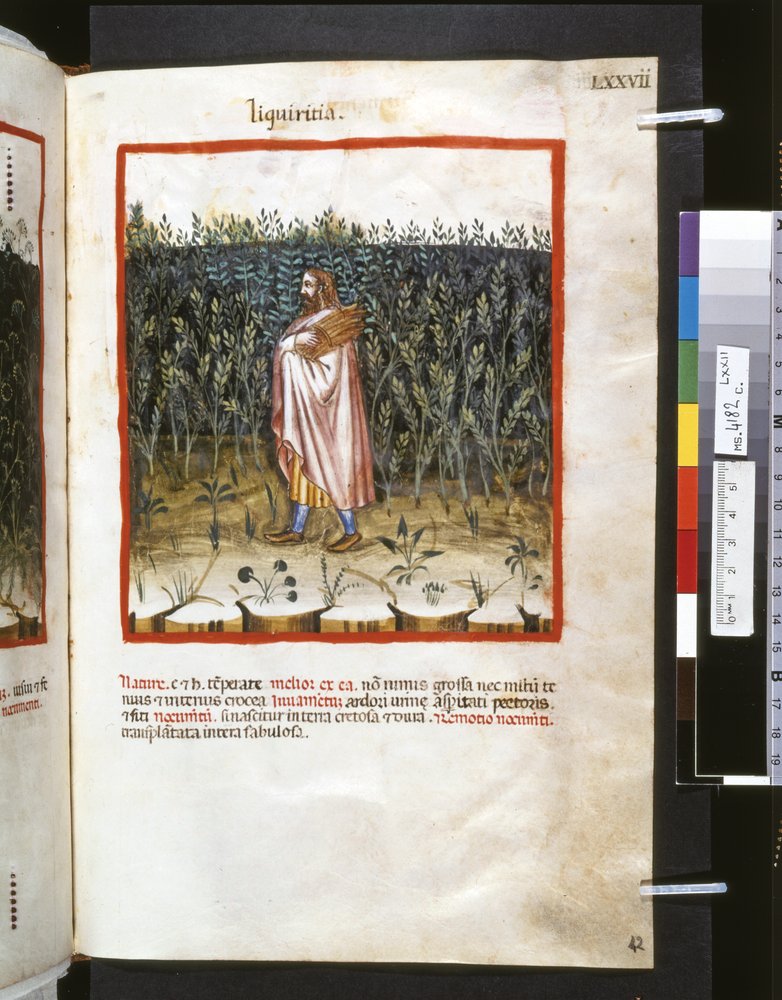 Theatrum sanitatis by Ububchasym de Baldach: 'Liquiritia', first decade ...