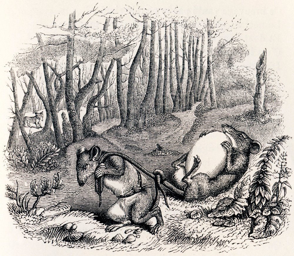 The Two Rats, the Fox and the Egg - Fables by La Fontaine