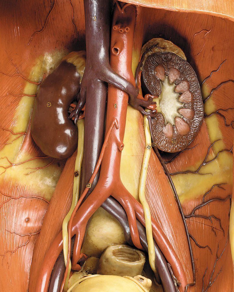 Detail of a male anatomical ecorche model, displaying muscles, arteries ...