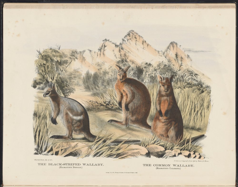 Mammals of Australia: The Black-striped Wallaby and the Common Wallaby