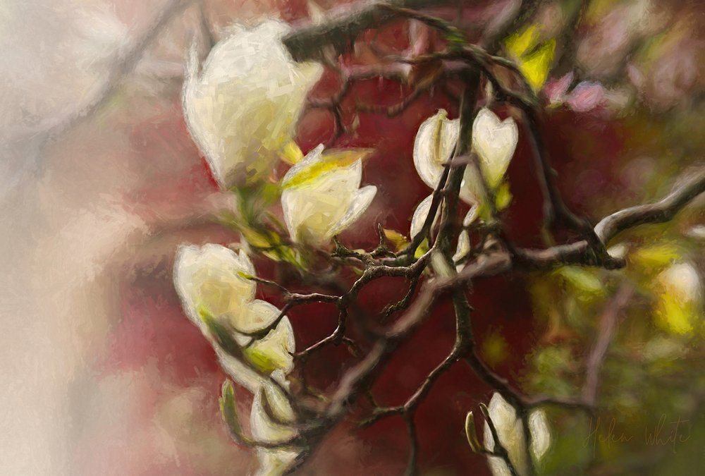 Magnolia by Helen White