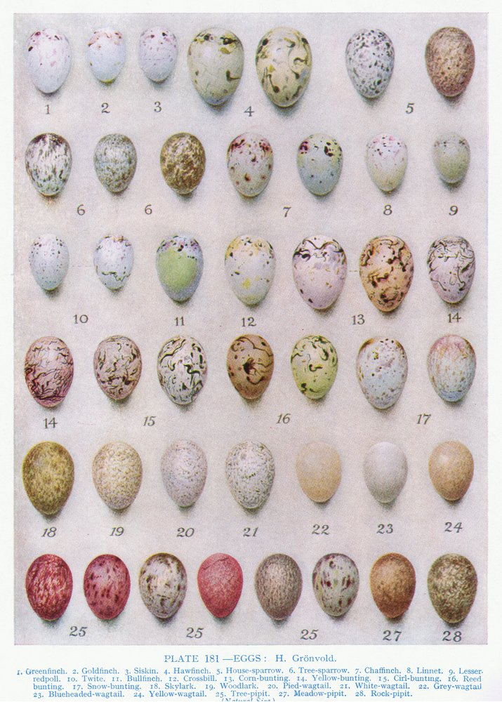 Eggs of the Crow Family, Illustration from 'British Birds' by Kirkman ...