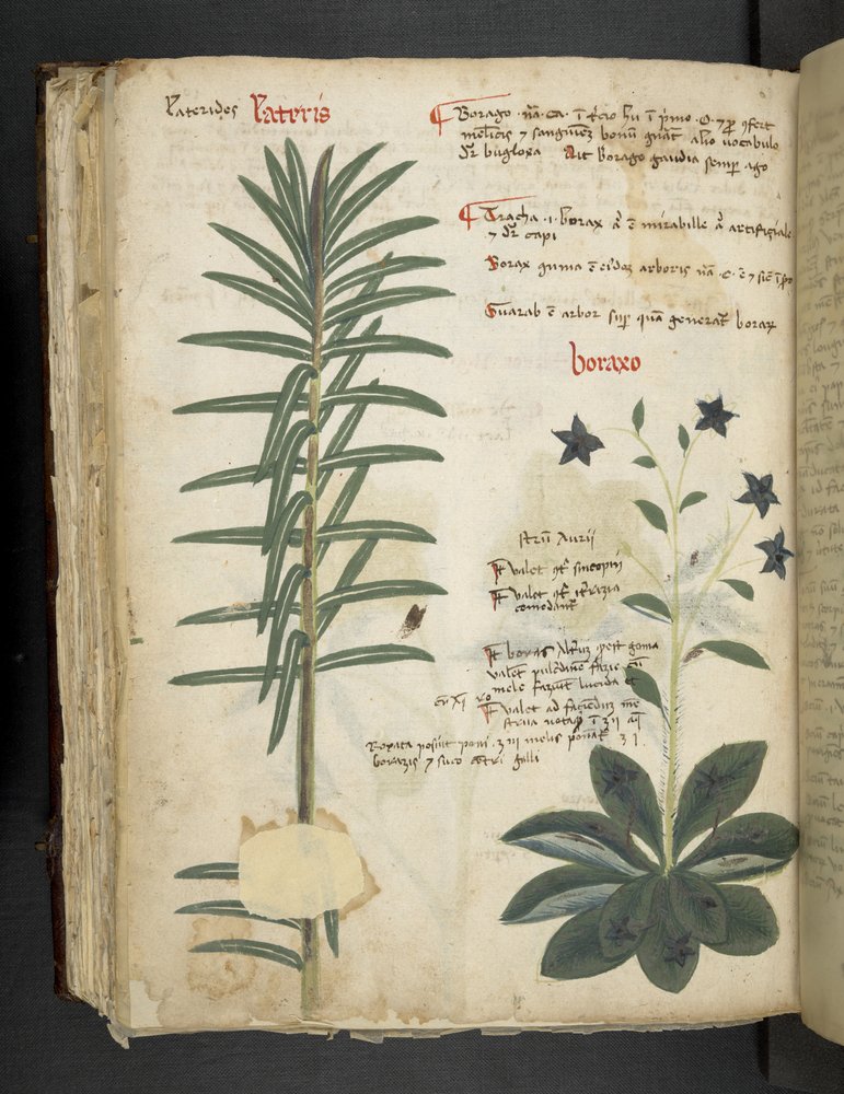Boraxo (or 'Borage'), A herbal, Belluno by Italian School
