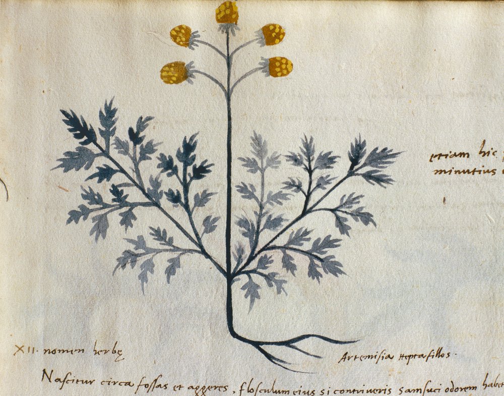 Cod. CCXXXVII Artemisia, Medicinal Plant from a 'Herbarium Apuleii ...