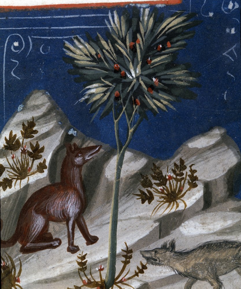 Fox and a wolf, illustration from Codex Justianus, 1350