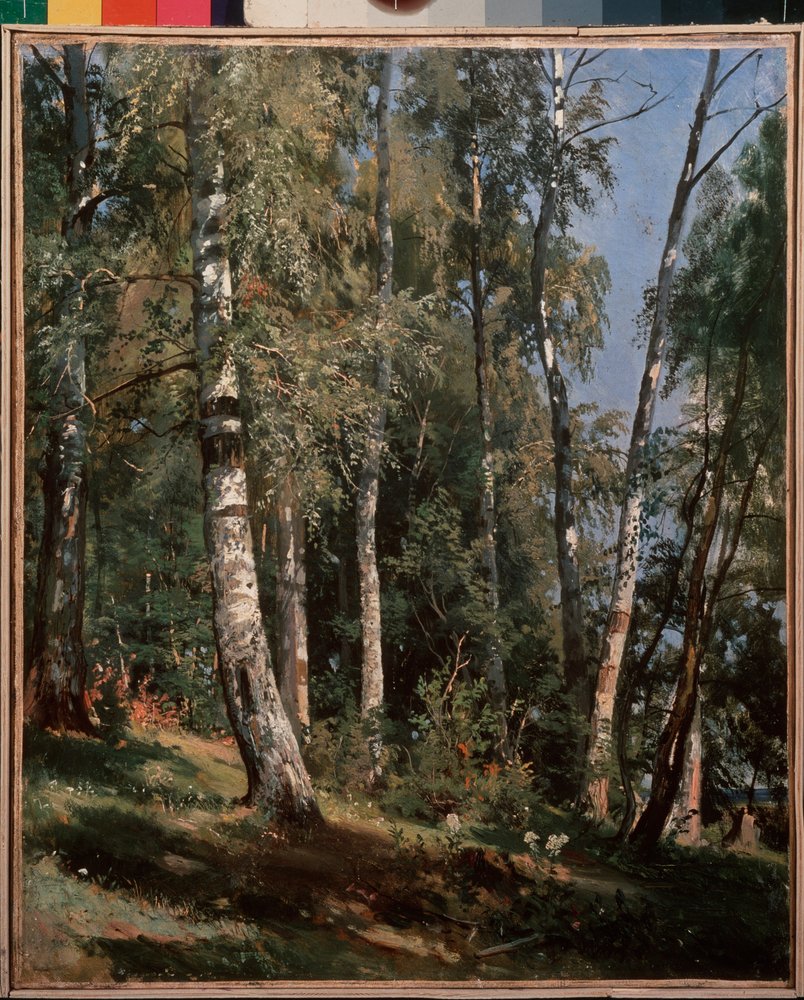 Birch Grove, painting by Ivan Ivanovich Shishkin (Shishkin) (1832-1898) by Ivan Ivanovich Shishkin