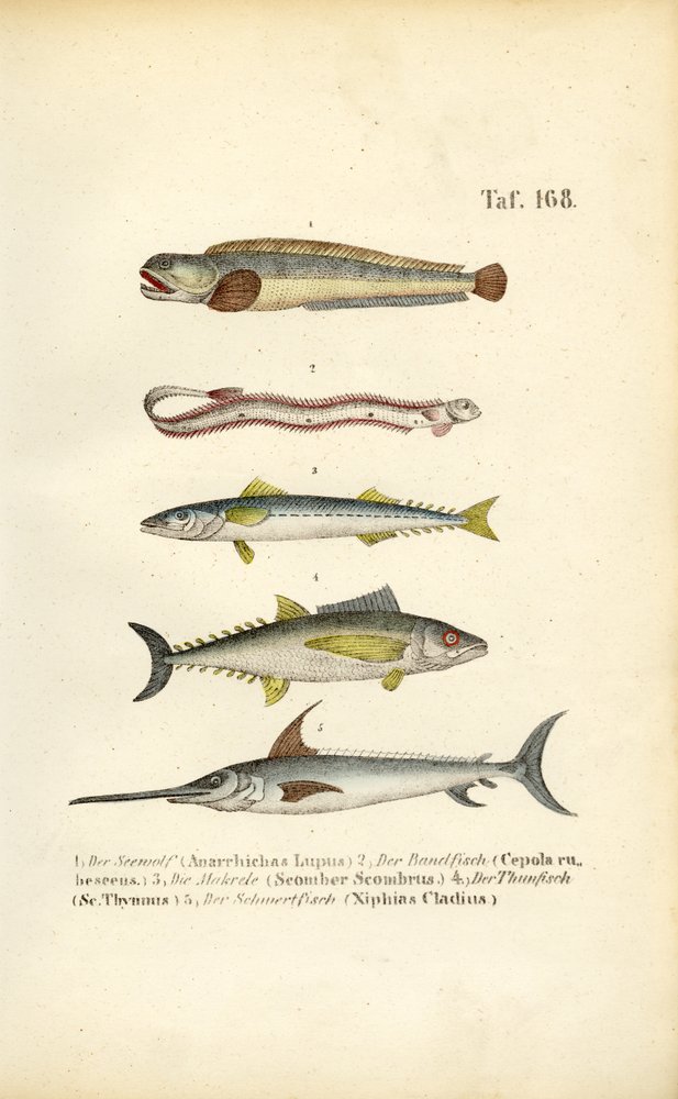 Marine Fish of European Waters by J. W. Tenhaeff