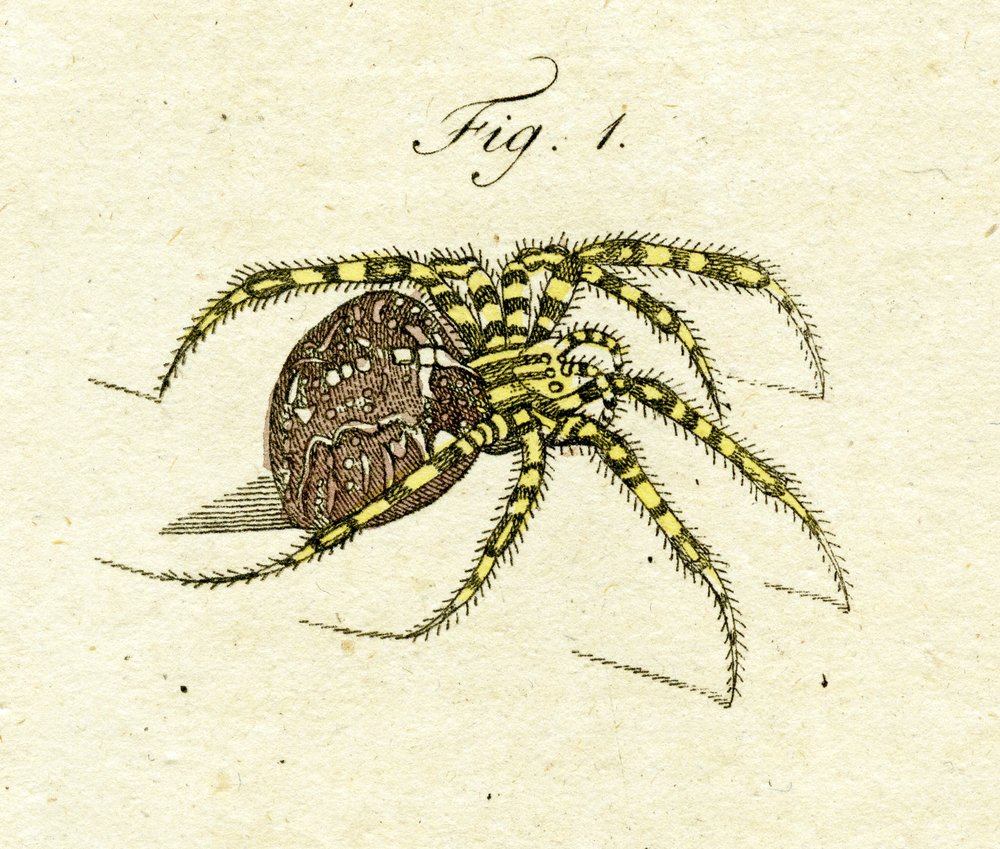 Illustration of a Spider by Jacob Xavier Schmuzer