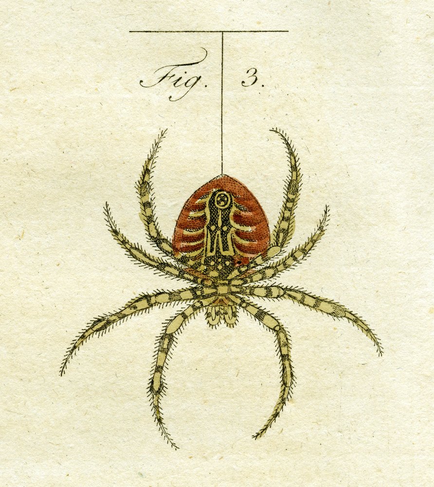 Illustration of a Spider by Jacob Xavier Schmuzer