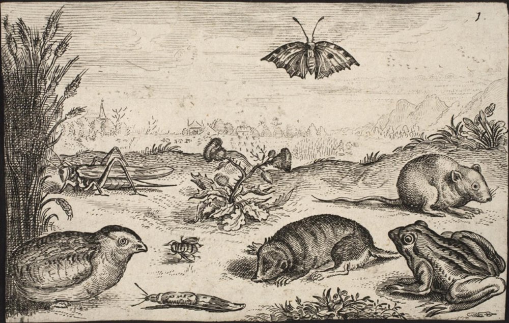 Small Animals and Insects: Grasshopper, Butterfly, Field Vole ...