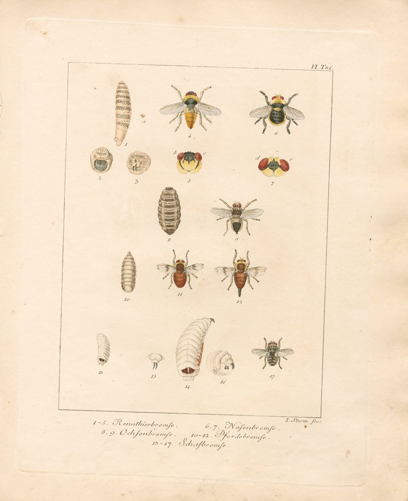 Various Fly Species and Their Developmental Stages