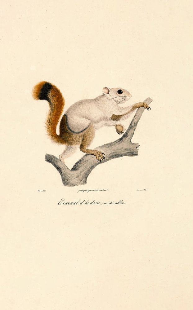 Albino Variant of the American Red Squirrel