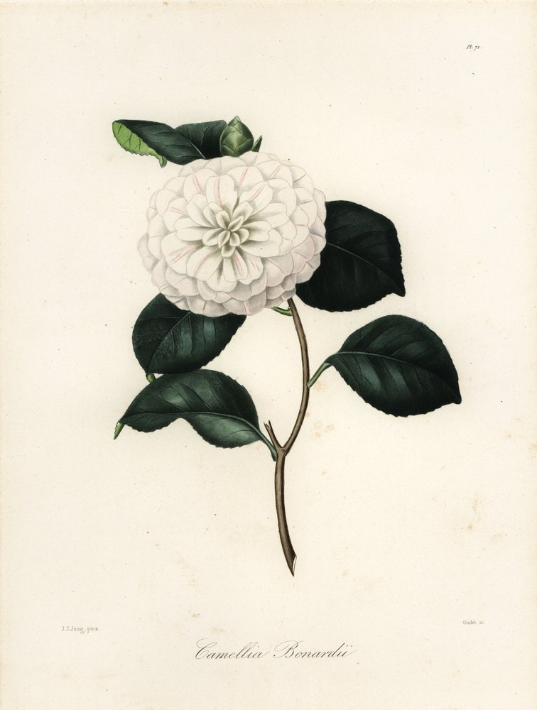 Camellia Japonica Variety, Camellia bonardii or Camellia bonnardii by Jakob (after) Jung