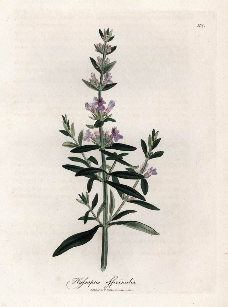 Compendial hyssop by James Sowerby: Premium art reproduction