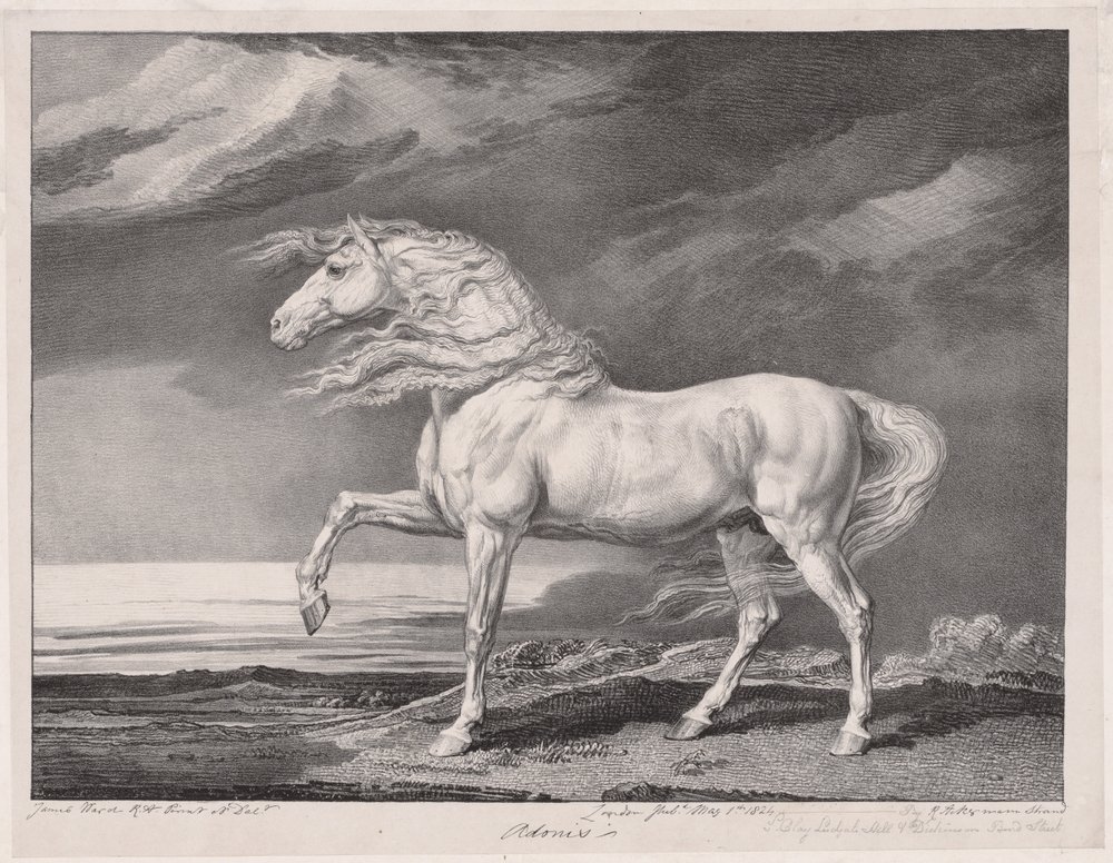 Fourteen Celebrated Horses: Adonis by James Ward