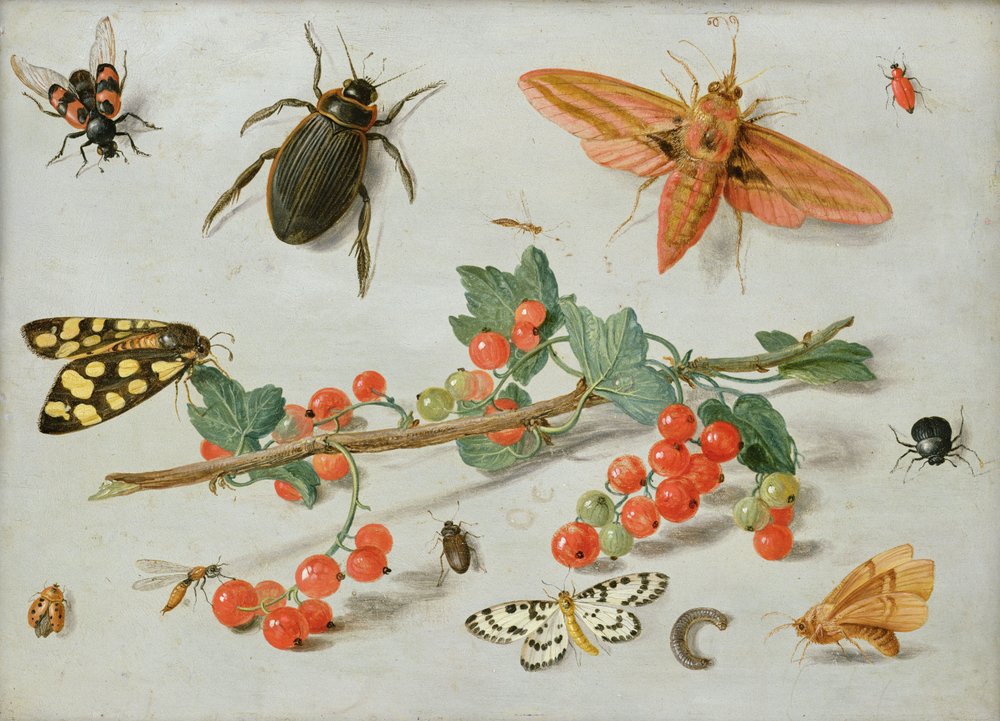 A sprig of redcurrants with an elephant hawk moth, a magpie moth and ...