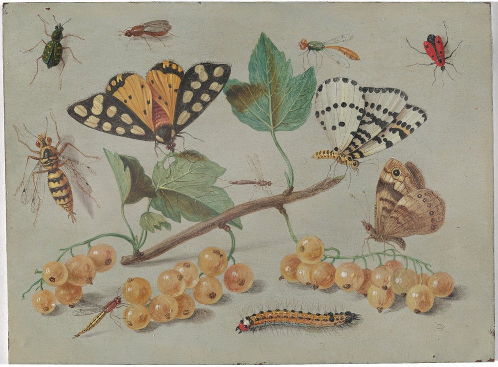 Study of Butterfly and Insects by Jan van Kessel the Elder