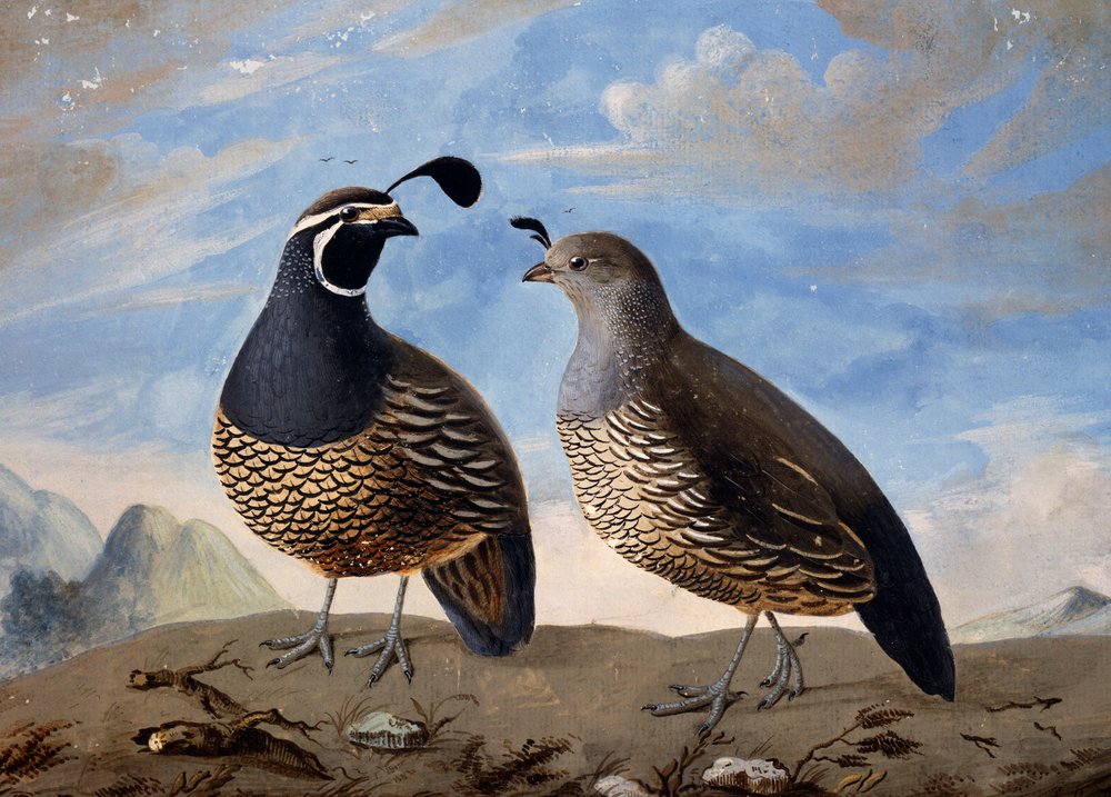 Pair of Californian Partridges