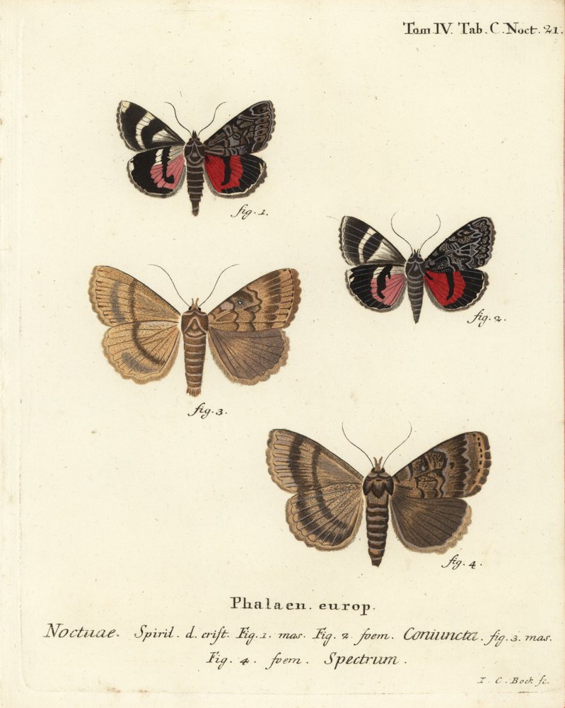 Underwing Moth and Apopestes Spectrum. Handcoloured Copperplate ...