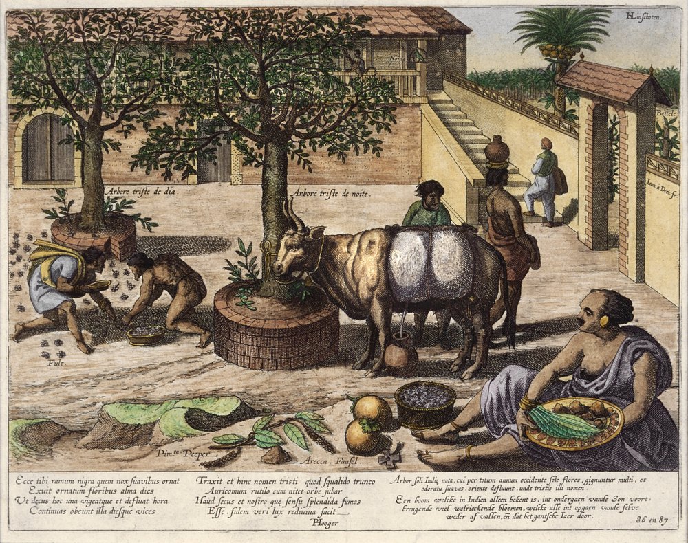 Indian produce, illustration from 