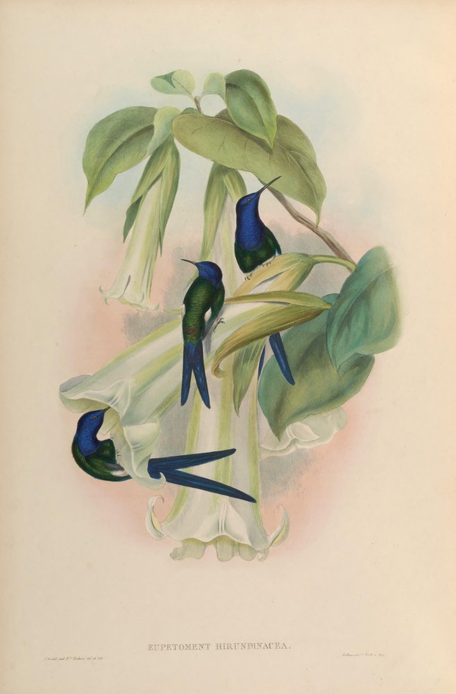 Eupetomena macroura macroura by John Gould