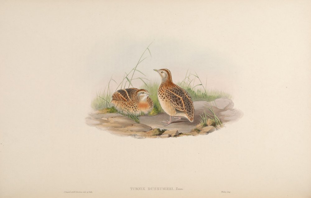 Turnix dussumieri by John Gould: Buy fine art print