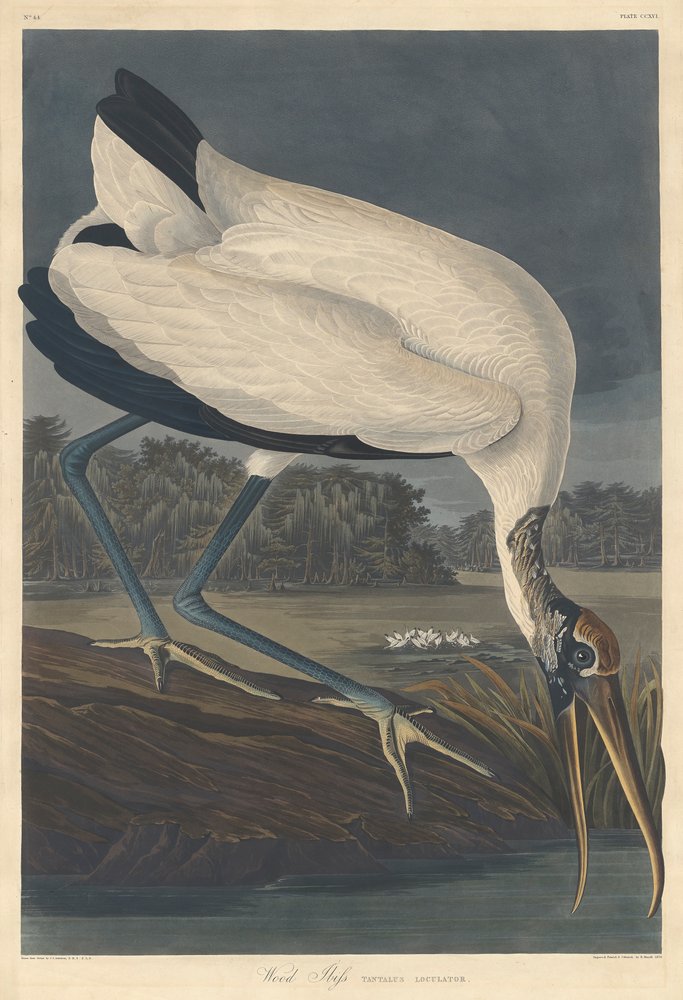 Wood Ibis by John James Audubon