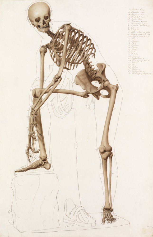 Anatomical Study: the Human Skeleton, in the Pose of Praxiteles' Hermes ...