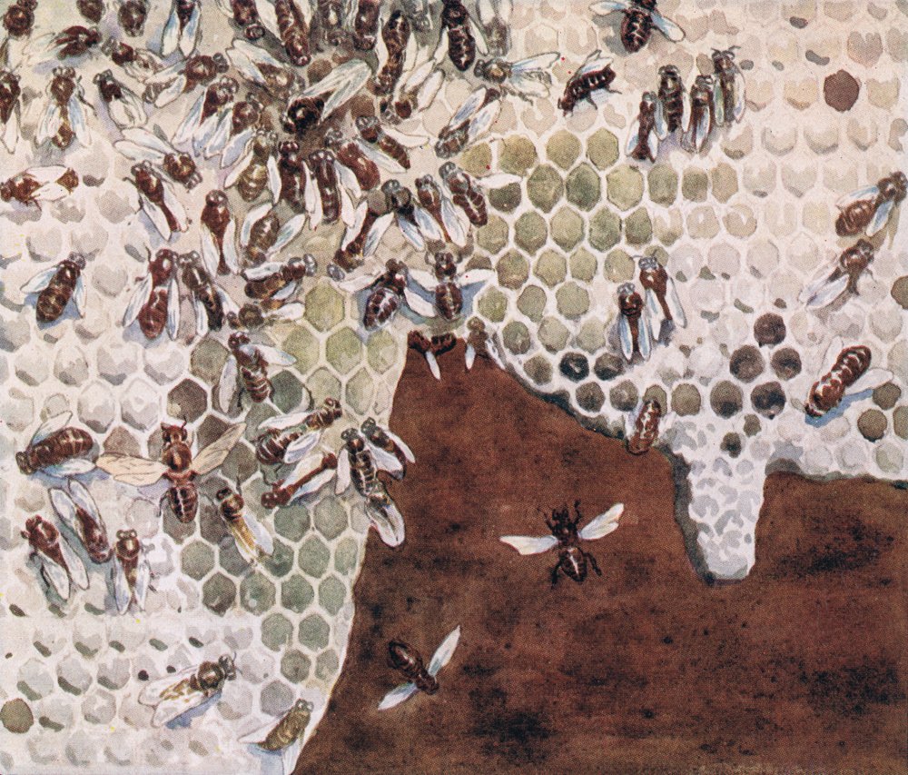 Bees making honey, illustration from 'Helpers Without Hands' by Gladys ...
