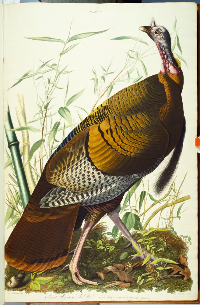 Great American Beck Male. Wild Turkey by John James Audubon