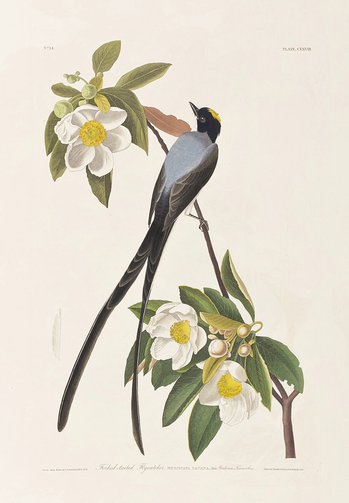 Illustration from 