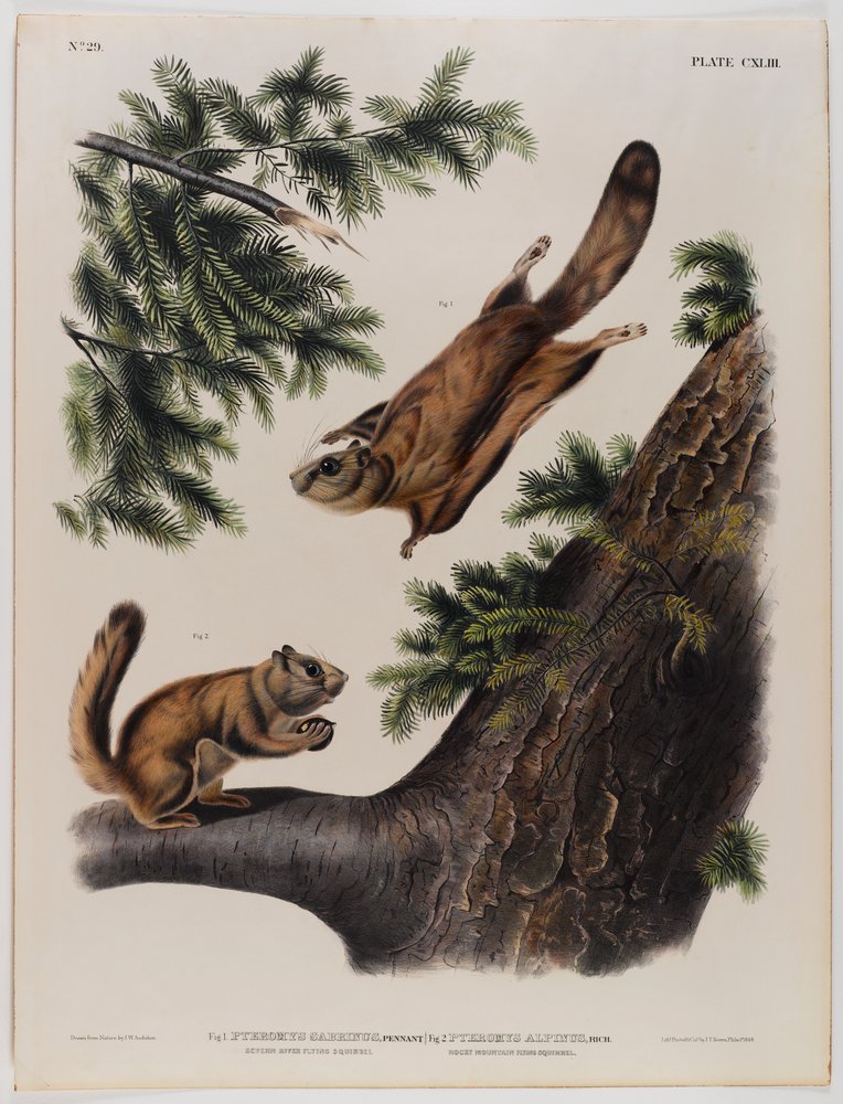 Severn River flying squirrel (left) and Rocky Mountain flying squirrel ...