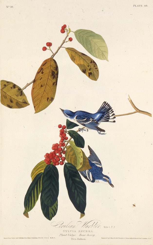 The Cerulean Warbler (From The Birds of America) by John James Audubon