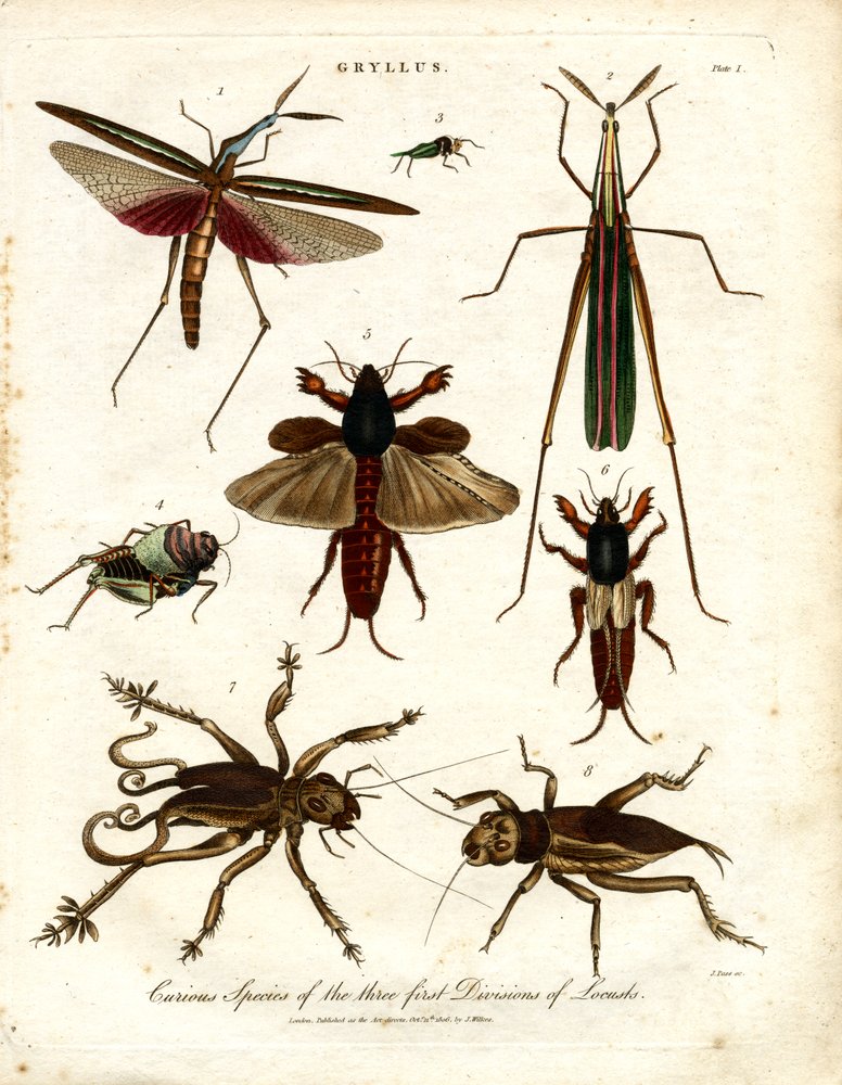 Curious Species of the Three First Divisions of Locusts