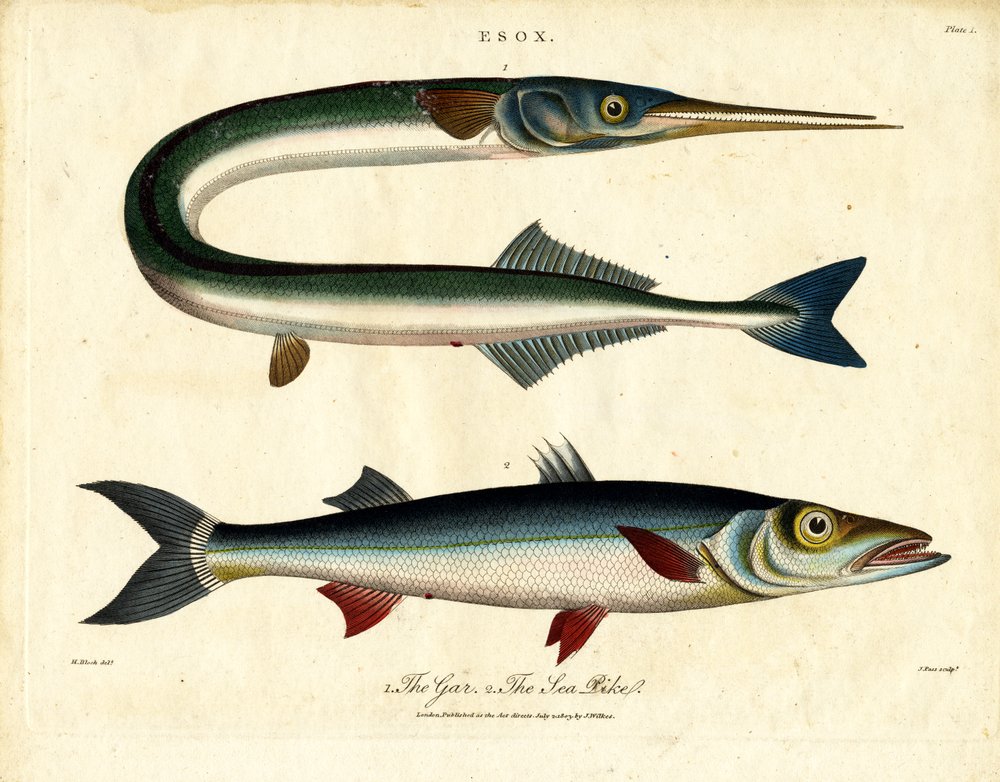 Gar and Sea Pike by John Pass