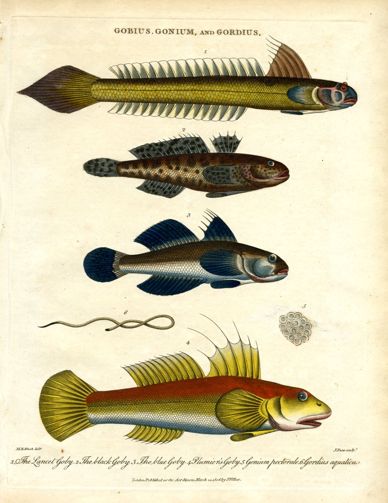 Gobies and Hairworm by John Pass: Premium art reproduction