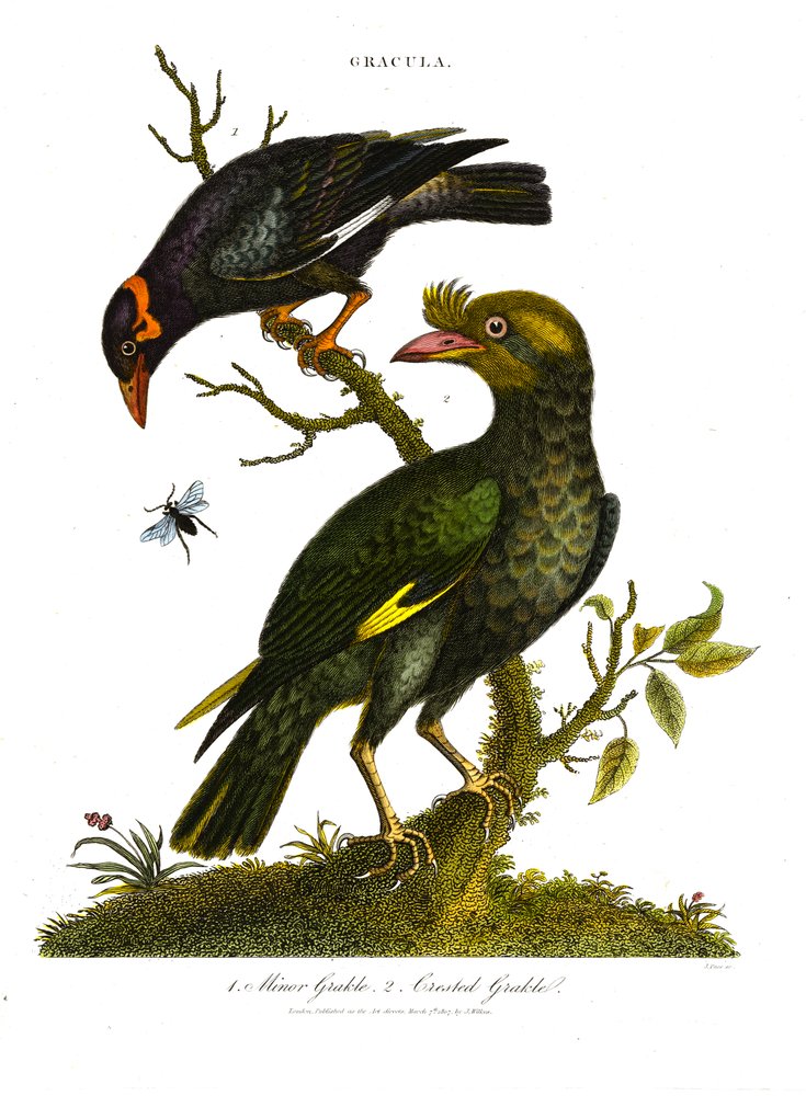 Gracula: Minor Grackle and Crested Grackle by John Pass