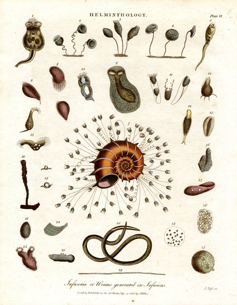 Infusoria or Worms Generated in Infusions by John Pass