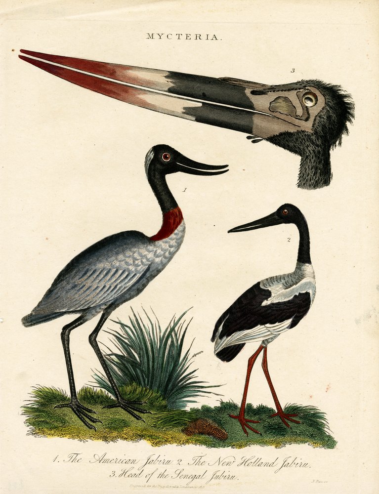 Jabiru Species with Anatomical Details by John Pass