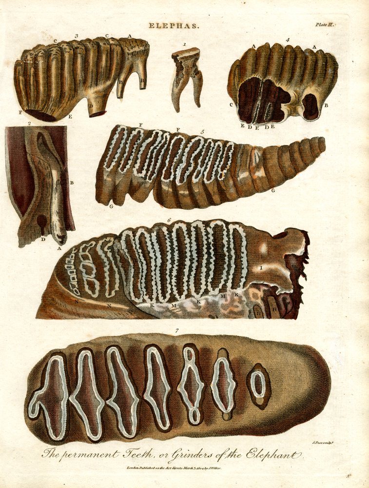 The Permanent Teeth or Grinders of the Elephant by John Pass