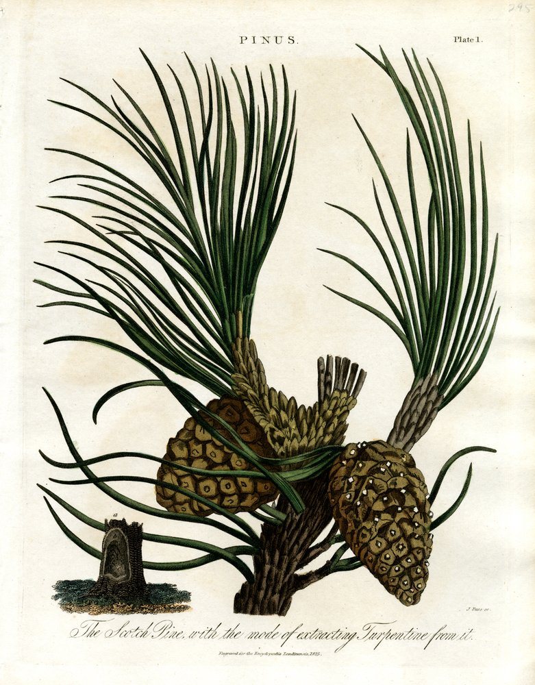 The Scotch Pine with the Mode of Extracting Turpentine from It