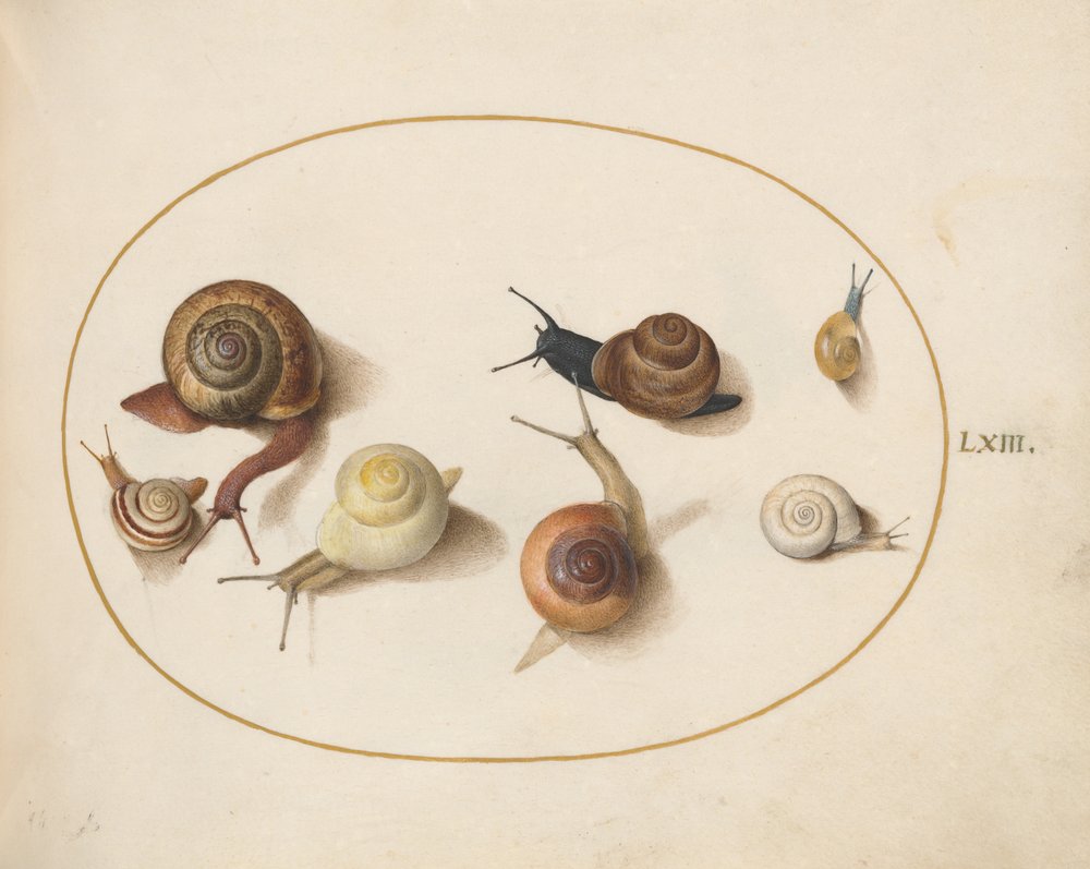 Snail, c.1575-80 by Joris Hoefnagel: Buy fine art print