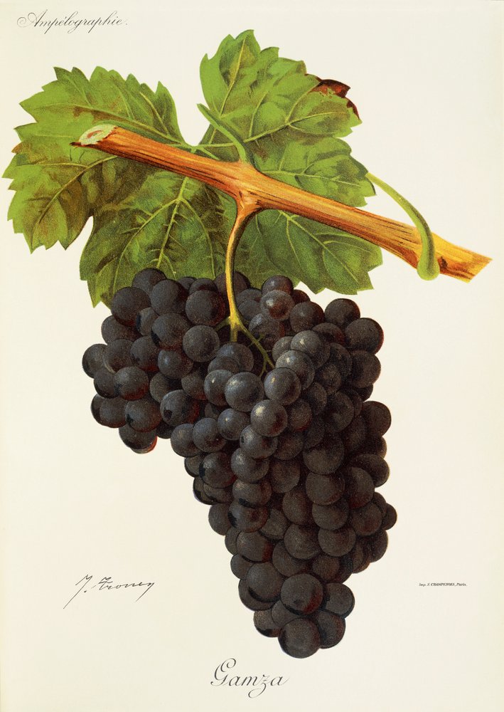 Gamza grape by Jules Troncy: High-quality fine art print