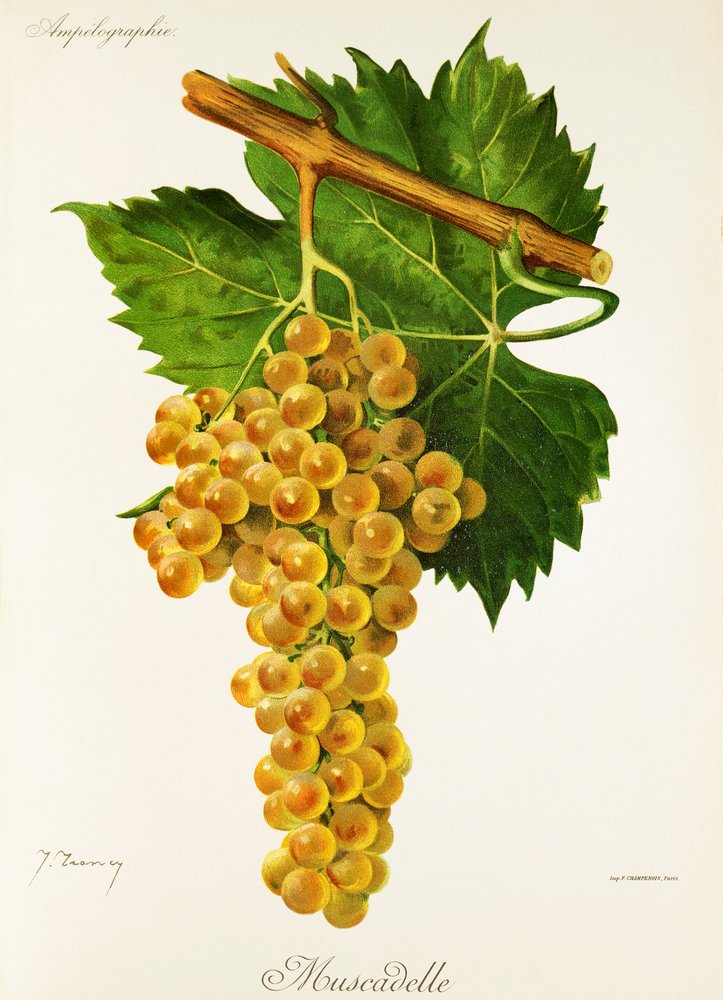 Muscadelle grape by Jules Troncy: Premium art reproduction