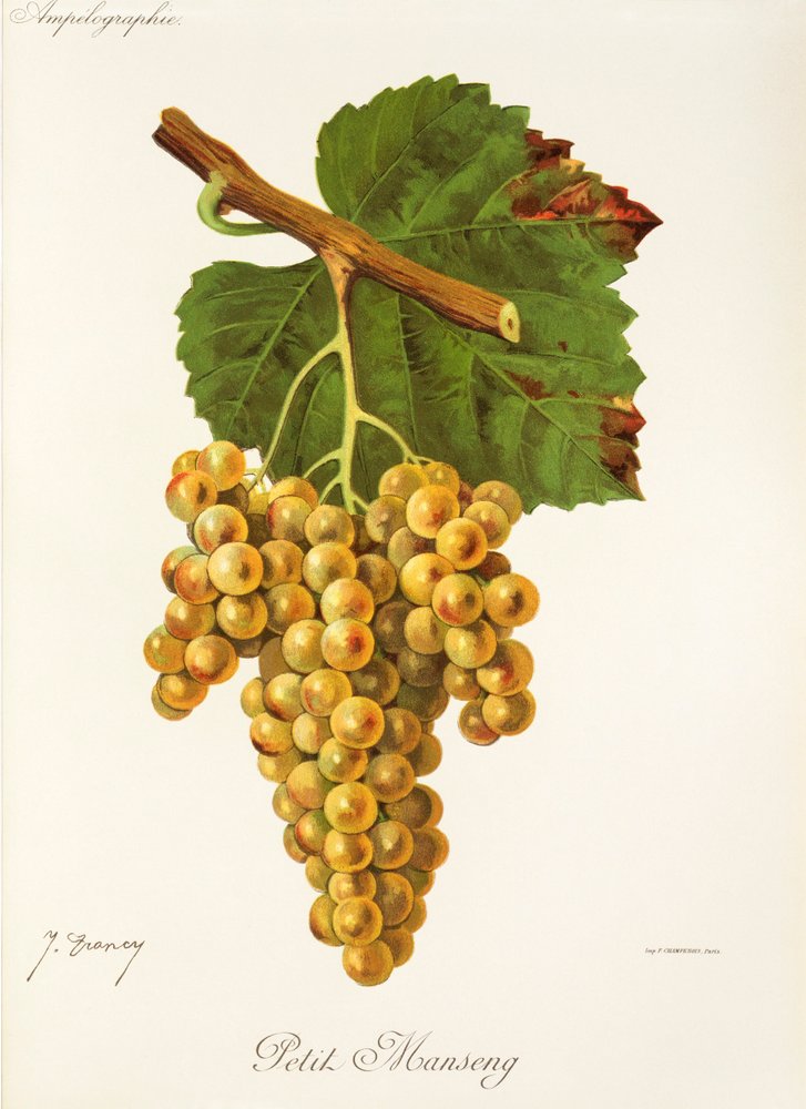 Petit Manseng Grape by Jules Troncy: Buy fine art prints